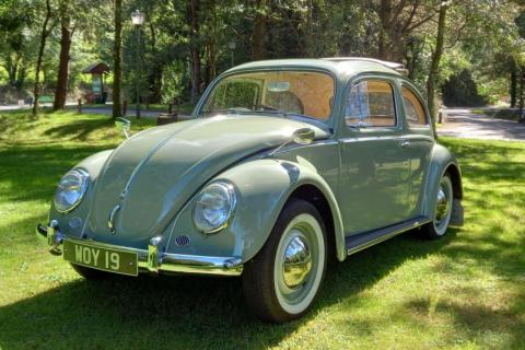 beetle